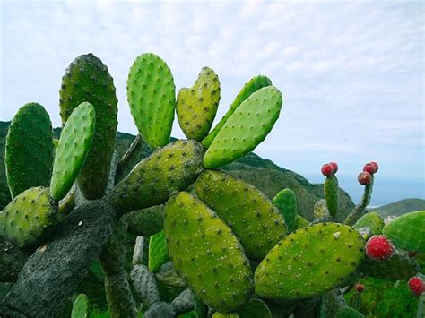 養仙人掌的好處|養仙人掌的好處：讓你的家充滿生機與健康 – 植物盆栽綠寶典